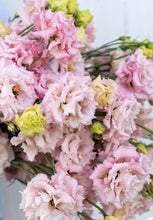 Load image into Gallery viewer, Hello Spring!  (Weekly)