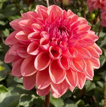 Load image into Gallery viewer, Keep Me Blooming PICKUP (Spring, Summer, Fall)