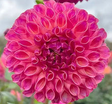 Load image into Gallery viewer, Hello Summer!  (Weekly) Large Arrangements