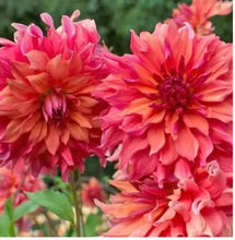 Load image into Gallery viewer, Keep Me Blooming PICKUP (Spring, Summer, Fall)