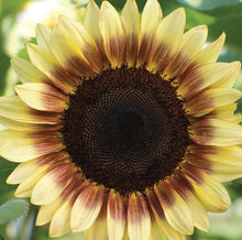Load image into Gallery viewer, Keep Me Blooming PICKUP (Spring, Summer, Fall)