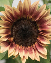 Load image into Gallery viewer, Keep Me Blooming PICKUP (Spring, Summer, Fall)