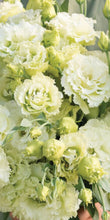 Load image into Gallery viewer, Hello Spring!  (Weekly)