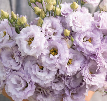 Load image into Gallery viewer, Hello Summer!  (Weekly) Large Arrangements
