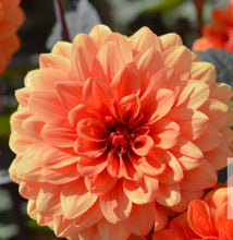 Load image into Gallery viewer, Keep Me Blooming PICKUP (Spring, Summer, Fall)
