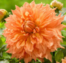 Load image into Gallery viewer, Keep Me Blooming PICKUP (Spring, Summer, Fall)