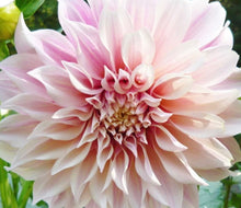 Load image into Gallery viewer, Hello Summer!  (Weekly) Large Arrangements