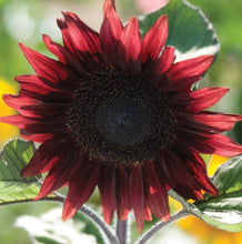 Load image into Gallery viewer, Keep Me Blooming PICKUP (Spring, Summer, Fall)