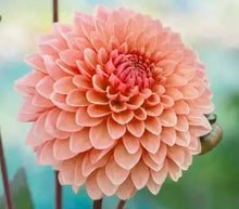Load image into Gallery viewer, Keep Me Blooming PICKUP (Spring, Summer, Fall)